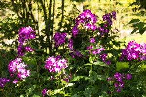 20150904-Garinish-2015064