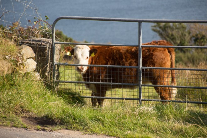 20150905-Anascaul-2015052