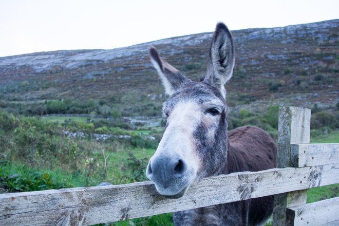 20151012-MoherFanore1-2015151